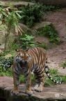Tiere